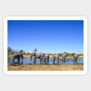 Elephants Wading in a Shallow River in Botswana Sticker